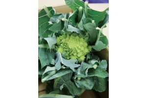 時今浪花賑活気あふれる天下の台所