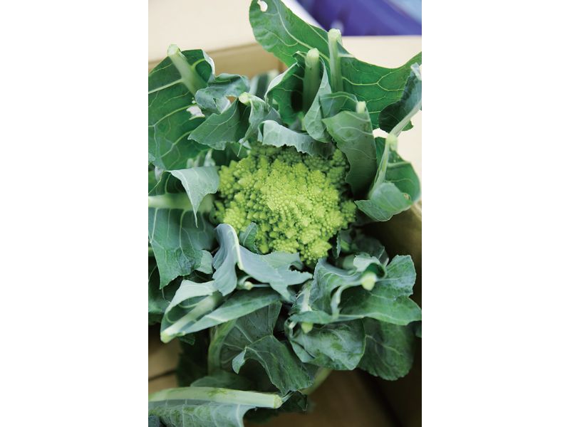 時今浪花賑活気あふれる天下の台所