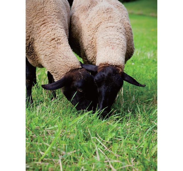 不可思議な羊の正体羊のまち――士別