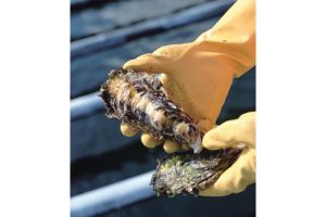 雪代水が育むカキ 宮城・気仙沼