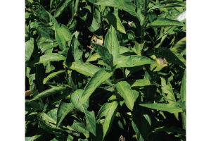 阿波へ阿波藍の誕生