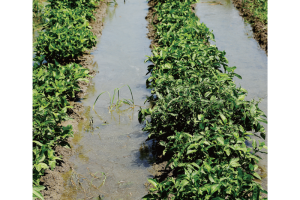 阿波へ阿波藍の誕生