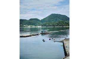 雪代水が育むカキ 宮城・気仙沼