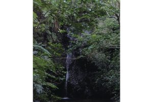 固有種から珊瑚へ沖縄・やんばる