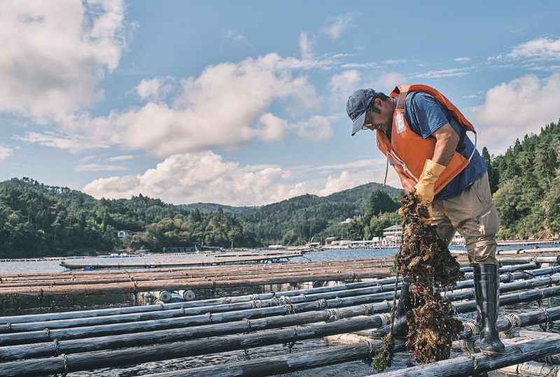 雪代水が育むカキ 宮城・気仙沼