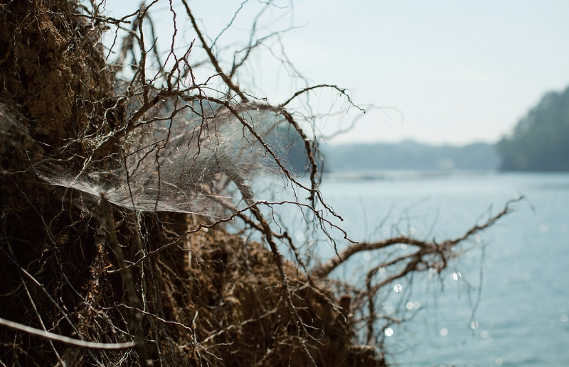 東北緑色革命風景の力、土地の力