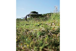 不可思議な羊の正体羊の島――焼尻島