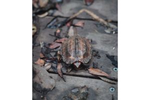 固有種から珊瑚へ沖縄・やんばる