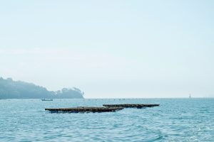東北緑色革命風景の力、土地の力