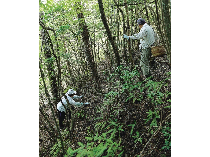 丹波・松茸山物語
