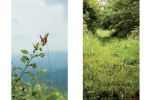 東北緑色革命風景の力、土地の力