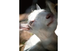 Sacred Places in Okinawa