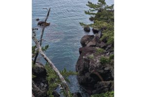 雪代水が育むカキ 宮城・気仙沼