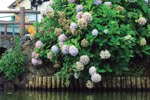 不昧公の松江・数寄者