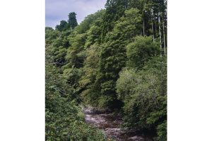 雪代水が育むカキ 宮城・気仙沼