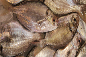 時今浪花賑活気あふれる天下の台所