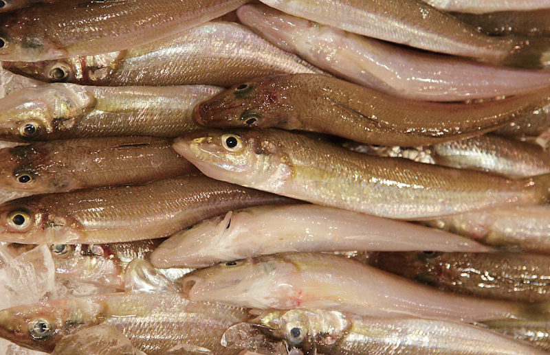 時今浪花賑活気あふれる天下の台所