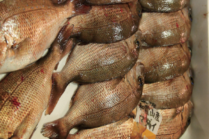 時今浪花賑活気あふれる天下の台所