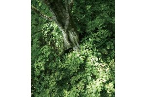 東北緑色革命情報都市「平泉」