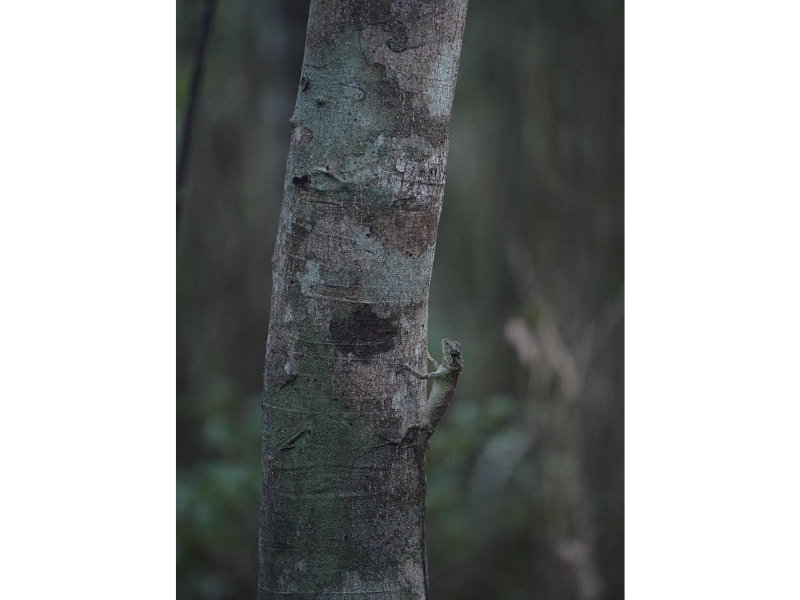 固有種から珊瑚へ沖縄・やんばる