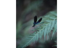 固有種から珊瑚へ沖縄・やんばる