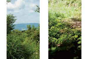 東北緑色革命風景の力、土地の力