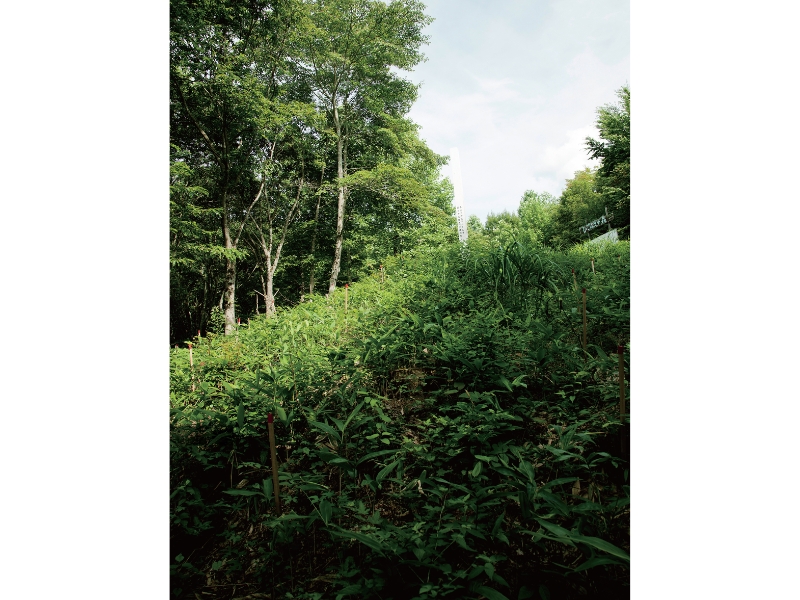 東北緑色革命風景の力、土地の力