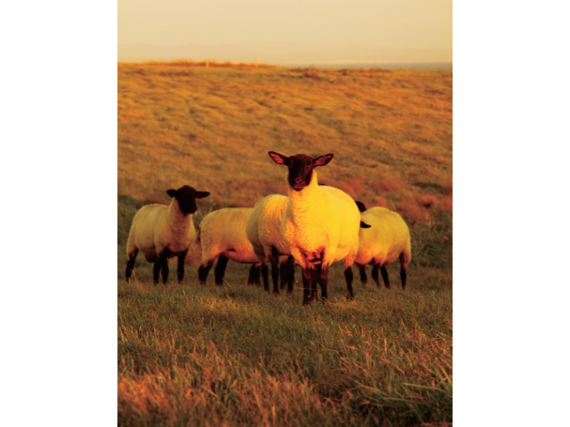 不可思議な羊の正体羊の島――焼尻島