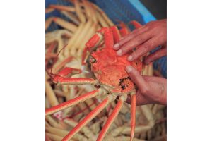 蟹と鳥取の物語松葉がにに沸く岩美町