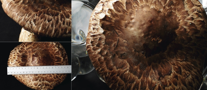 丹波・松茸山物語