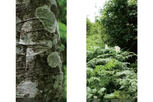 東北緑色革命太古の森、その原風景を探す