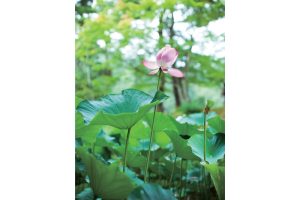 東北緑色革命情報都市「平泉」