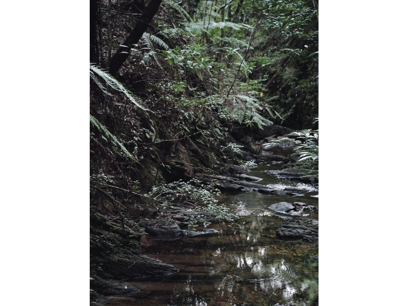 固有種から珊瑚へ沖縄・やんばる