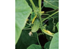 豊穣の地で育まれる伝統野菜