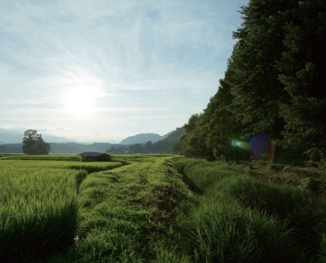 東北緑色革命自在房蓮光が開いた平安時代の荘園