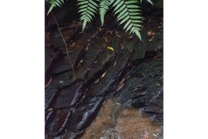 固有種から珊瑚へ沖縄・やんばる