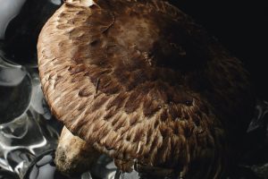 丹波・松茸山物語