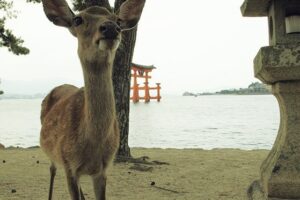 蒼き潮流の系譜