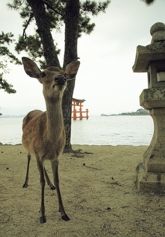 蒼き潮流の系譜
